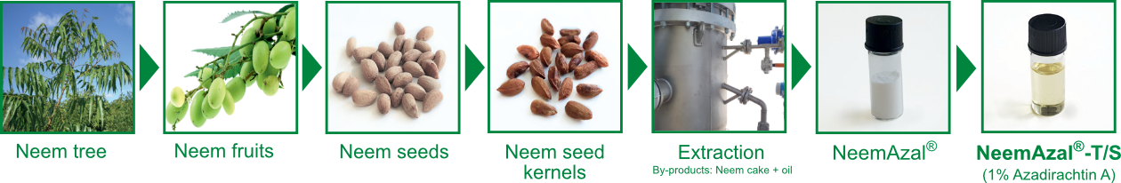 Herstellprozess NeemAzal