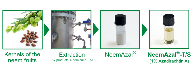 Herstellprozess NeemAzal