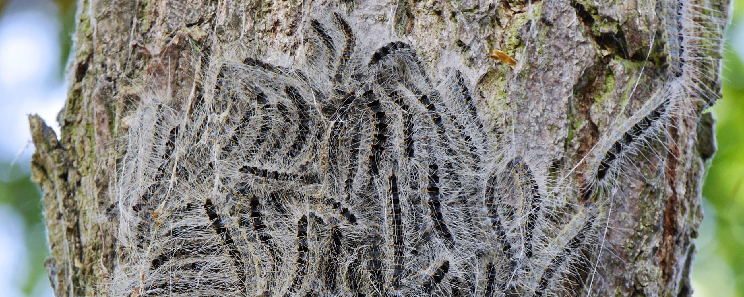 Eichenprozessionsspinnerraupen An Baumstamm