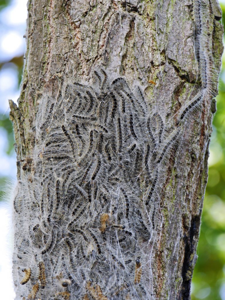 Oak processionary moth on oak tree