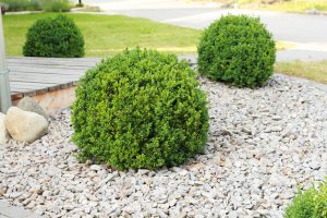 Buchsbaum im Garten