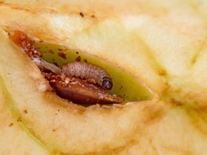 Caterpillar of codling moth, Cydia Pomonella, Caterpillar larva eats happily on the apple