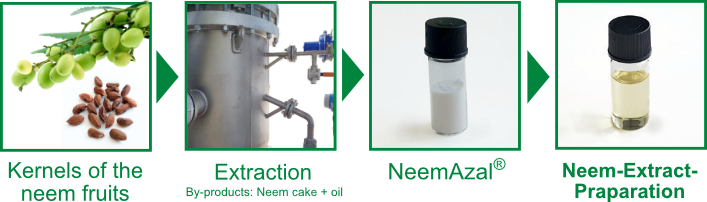 Production process Neem-Extract-Preparations Protect from the neem tree to the ready-to-use product