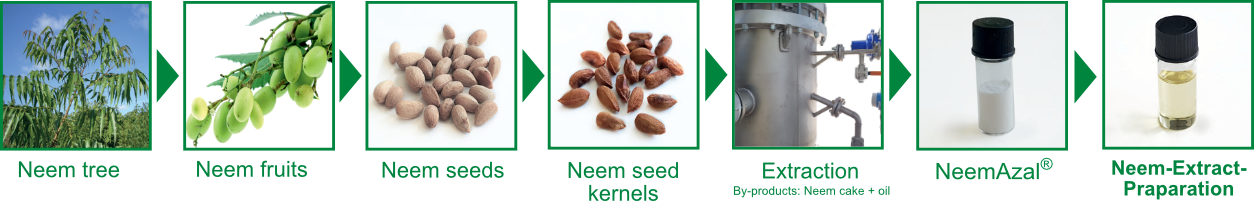 Production process NeemProtect from the neem tree to the ready-to-use product