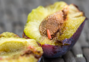 Pflaumenwickler In Frisch Gepflückter Pflaume