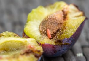 Red plum maggot in freshly picked plum