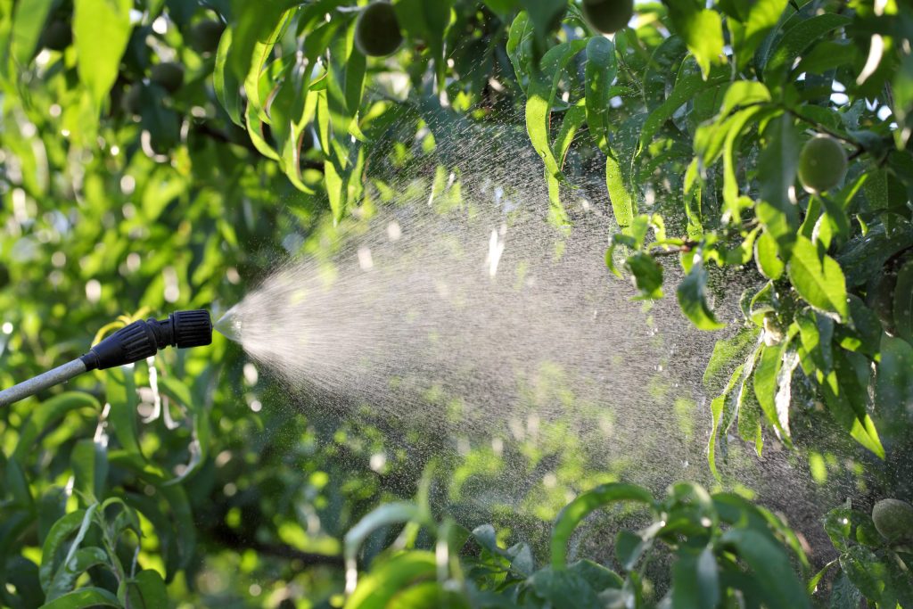 Besprühen von Pfirsichfruchtpflanzen im Obstgarten im Frühjahr oder Frühsommer, Pflanzenschutz- oder Ernährungsarbeit am späten Nachmittag