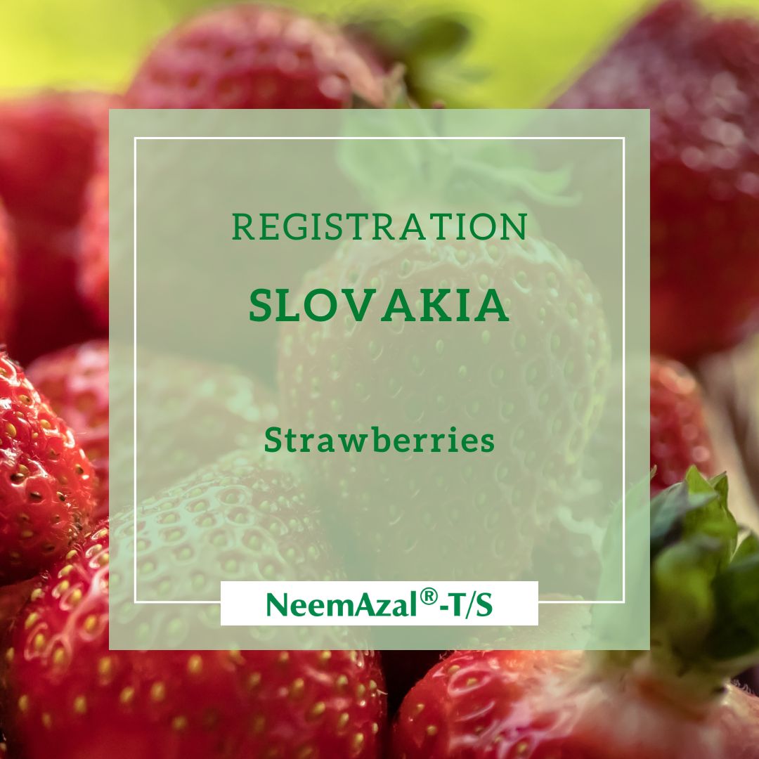 strawberries slovakia
