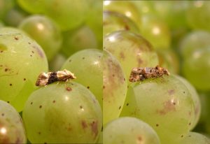 Traubenwickler Urheber Ursula Hetterling, Www Vitipendium De